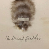 Poultry Husbandry! PA Student School Report with Three Charming Annotated Pages of Feather Samples