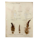 Poultry Husbandry! PA Student School Report with Three Charming Annotated Pages of Feather Samples