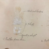 Poultry Husbandry! PA Student School Report with Three Charming Annotated Pages of Feather Samples