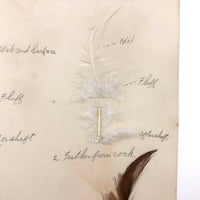 Poultry Husbandry! PA Student School Report with Three Charming Annotated Pages of Feather Samples