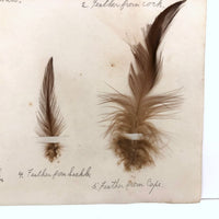 Poultry Husbandry! PA Student School Report with Three Charming Annotated Pages of Feather Samples