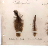 Poultry Husbandry! PA Student School Report with Three Charming Annotated Pages of Feather Samples