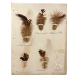 Poultry Husbandry! PA Student School Report with Three Charming Annotated Pages of Feather Samples