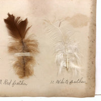 Poultry Husbandry! PA Student School Report with Three Charming Annotated Pages of Feather Samples