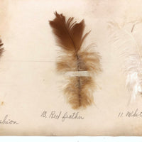 Poultry Husbandry! PA Student School Report with Three Charming Annotated Pages of Feather Samples