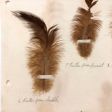 Poultry Husbandry! PA Student School Report with Three Charming Annotated Pages of Feather Samples