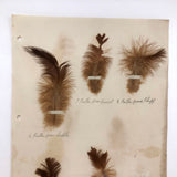 Poultry Husbandry! PA Student School Report with Three Charming Annotated Pages of Feather Samples