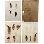 Poultry Husbandry! PA Student School Report with Three Charming Annotated Pages of Feather Samples