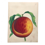 Radiant Peach! Antique Theorem Watercolor on Watermarked Paper