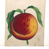 Radiant Peach! Antique Theorem Watercolor on Watermarked Paper