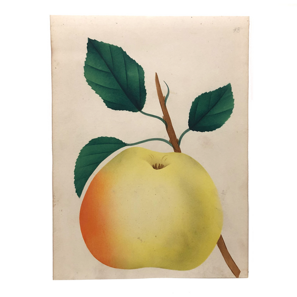 Upside Down Golden Apple! Antique Theorem Watercolor on Watermarked Paper