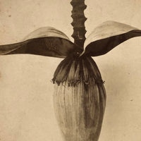 Blossom From the Banana Tree, Striking Antique Albumen Stereoview