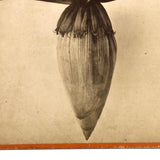 Blossom From the Banana Tree, Striking Antique Albumen Stereoview