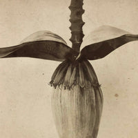 Blossom From the Banana Tree, Striking Antique Albumen Stereoview