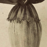 Blossom From the Banana Tree, Striking Antique Albumen Stereoview