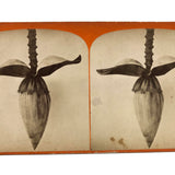 Blossom From the Banana Tree, Striking Antique Albumen Stereoview