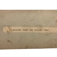 Blossom From the Banana Tree, Striking Antique Albumen Stereoview