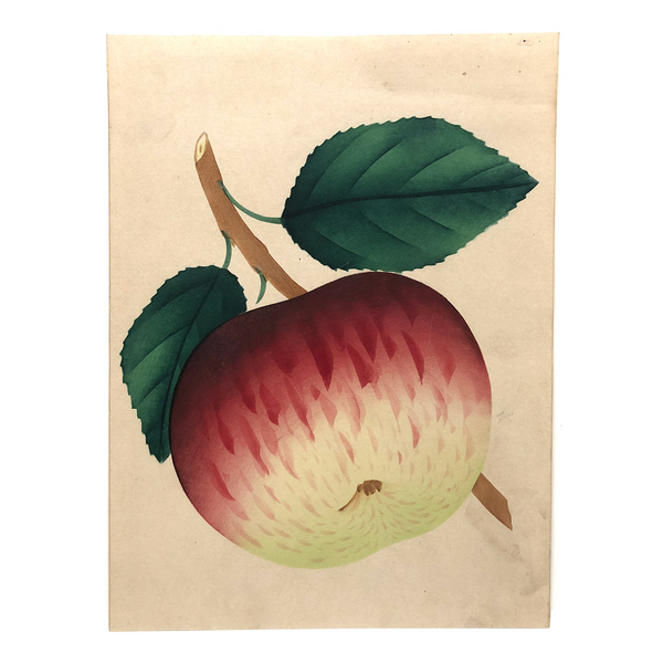 Dappled Apple, Antique Theorem Watercolor on Watermarked Paper