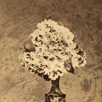 Vase of Bergonia, Beautifully Moody c. 1870s Stereoview