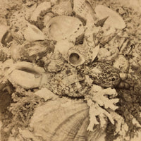 1870s Seamoss and Seashells Stereoview