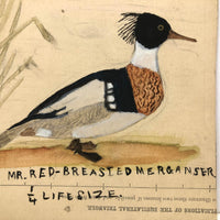 One More Charming Old Birdlover's Naive Watercolor: Mr. Red Breasted Merganser