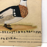 One More Charming Old Birdlover's Naive Watercolor: Mr. Red Breasted Merganser