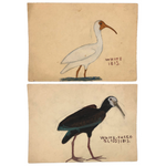 More Charming Old Birdlover's Naive Watercolors: Pair of Ibises