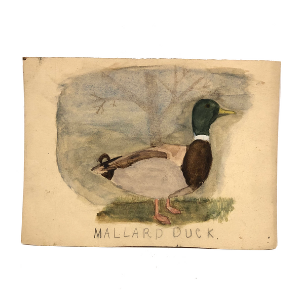 Mallard Duck, Old Birdlover's Watercolor