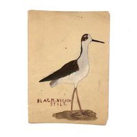 Black Necked Stilt, Old Birdlover's Watercolor