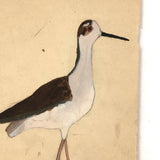 Black Necked Stilt, Old Birdlover's Watercolor