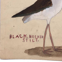 Black Necked Stilt, Old Birdlover's Watercolor