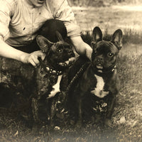 Beautiful Boy with Pair of French Bulldogs Antique Snapshot Photo