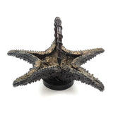 Unusual Folk Art (Real) Star Fish Basket!