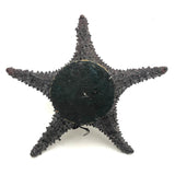 Unusual Folk Art (Real) Star Fish Basket!