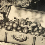 Suitcase Full of Apples, Sweet Little Snapshot Photo