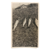 Fish in the Sun on a Hill, Old Snapshot Photo