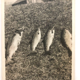 Fish in the Sun on a Hill, Old Snapshot Photo