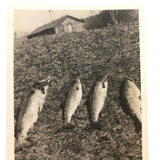 Fish in the Sun on a Hill, Old Snapshot Photo