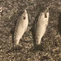 Fish in the Sun on a Hill, Old Snapshot Photo