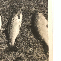 Fish in the Sun on a Hill, Old Snapshot Photo