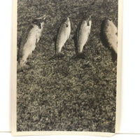 Fish in the Sun on a Hill, Old Snapshot Photo