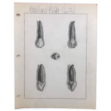 Donna Gasiorek's 1970 School of Dental Hygiene Binder of Tooth Drawings!