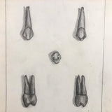 Donna Gasiorek's 1970 School of Dental Hygiene Binder of Tooth Drawings!