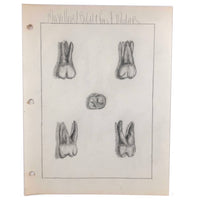 Donna Gasiorek's 1970 School of Dental Hygiene Binder of Tooth Drawings!