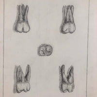 Donna Gasiorek's 1970 School of Dental Hygiene Binder of Tooth Drawings!