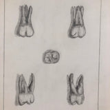 Donna Gasiorek's 1970 School of Dental Hygiene Binder of Tooth Drawings!