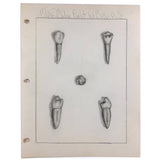 Donna Gasiorek's 1970 School of Dental Hygiene Binder of Tooth Drawings!