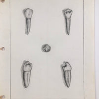 Donna Gasiorek's 1970 School of Dental Hygiene Binder of Tooth Drawings!