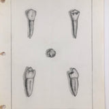 Donna Gasiorek's 1970 School of Dental Hygiene Binder of Tooth Drawings!