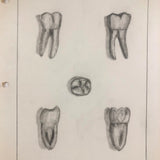 Donna Gasiorek's 1970 School of Dental Hygiene Binder of Tooth Drawings!